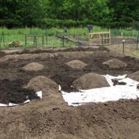 Expand Your Garden Space With a Community Garden Plot Image